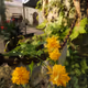 Le Jardin des Vivres