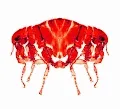 Crypto Flea Market