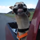 Happiness of DALE