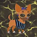 Cool chihuahua club