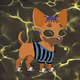 Cool chihuahua club