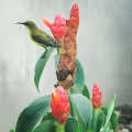 Hello Sunbird