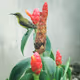 Hello Sunbird