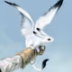 just fly