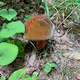 Mushrooms V