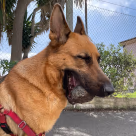 German Shepherd Non Fungible Rocks