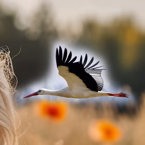 Kryptoznaczek Wiosna 2025