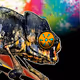The Chameleon's Fine Arts