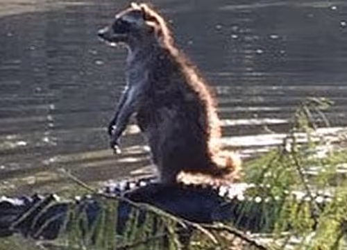 Coon Riding Gator (Raccoon Alligator)