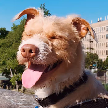 A Celebration of Jovial's Playfulness