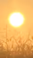 Sun and Sun-Art