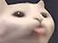 3127cat