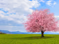The Perfect Landscape
