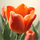 Tulip Tempest