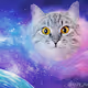 @koty_vezde NFTs