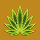 Ganja Leaves