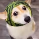Roflodog