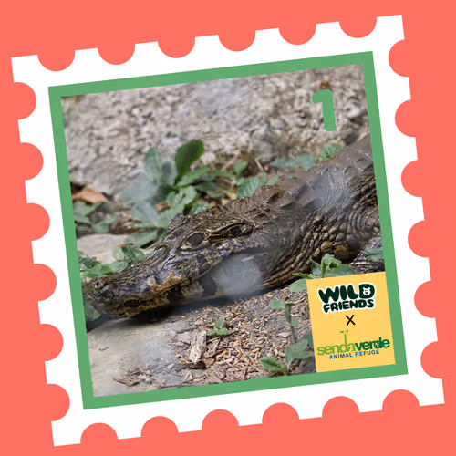 Wild Friends: Coco #1