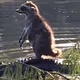 Coon Riding Gator (Raccoon Alligator) 2