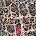 NeuronalArt