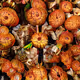 Neural Nature 1