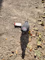 bueraner