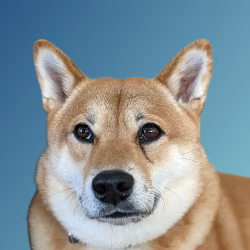 Shiba Inu Profile Pics
