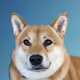 Shiba Inu Profile Pics