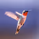 Best of Wildlife