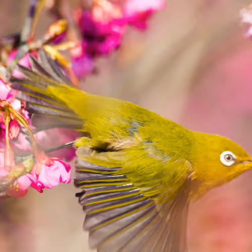 Bird