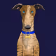 Muzzle Run Whippets
