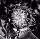 Raw Nature V4