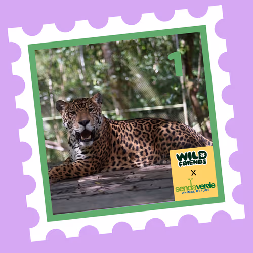 Wild Friends: Mijungla #1