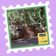 Wild Friends: Mijungla #1