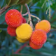 Strawberry tree fruit