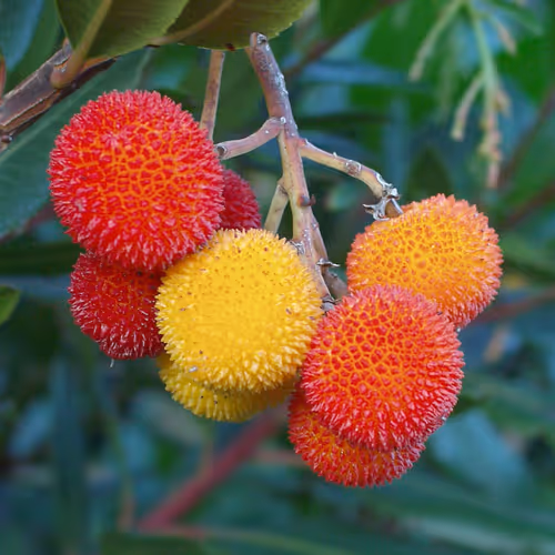 Strawberry tree fruit