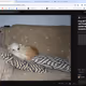 Simba ReFi Meme Token Network
