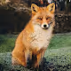 Real Nature Art