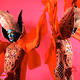 Hibiscus for Sydney Morning Herald