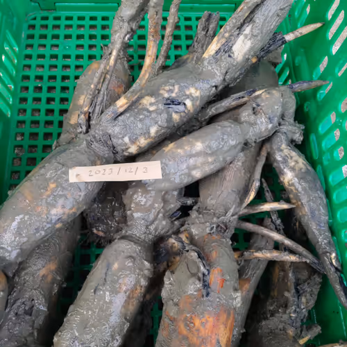 Lotus root Mining Records