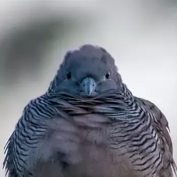 My Neighborhood Birds