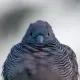 My Neighborhood Birds