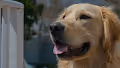 Cloud The Golden