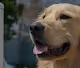 Cloud The Golden