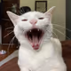 Cosmic Yawn of the Feline Galaxy