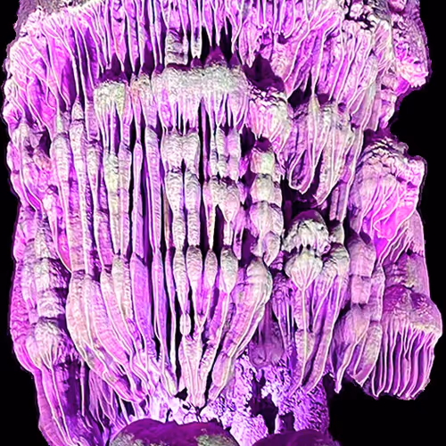 Ancient Jelly Fish