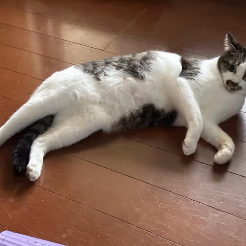 nyankobiyori_k Collection 2nd