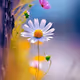 daisypolpos