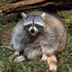 Fat Crosschain Raccoon on Polygon