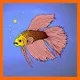 Fancy Bettas